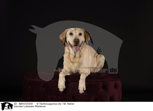 blonder Labrador Retriever / blonde Labrador Retriever / MAH-03300