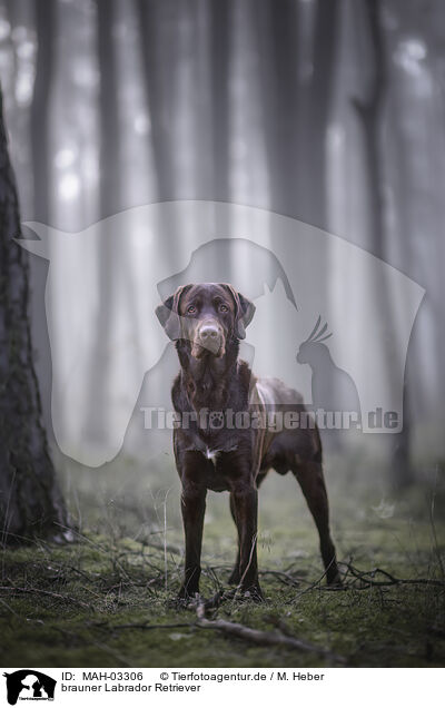 brauner Labrador Retriever / brown Labrador Retriever / MAH-03306