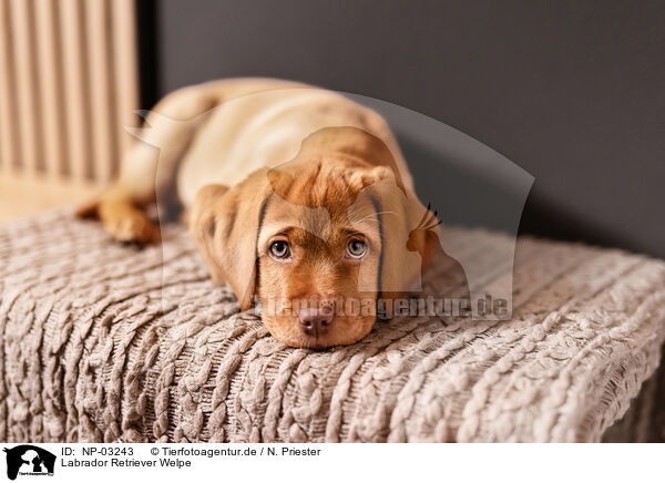 Labrador Retriever Welpe / Labrador Retriever Puppy / NP-03243