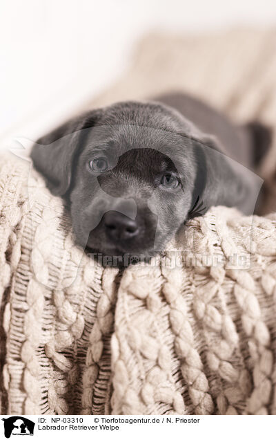 Labrador Retriever Welpe / Labrador Retriever Puppy / NP-03310