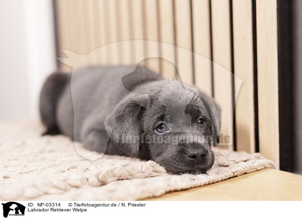 Labrador Retriever Welpe / Labrador Retriever Puppy / NP-03314