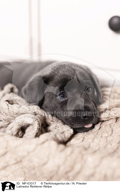 Labrador Retriever Welpe / Labrador Retriever Puppy / NP-03317