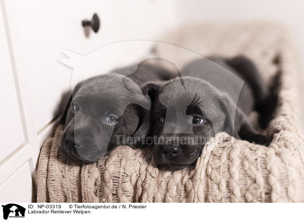 Labrador Retriever Welpen / Labrador Retriever Puppies / NP-03319
