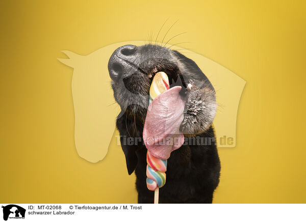 schwarzer Labrador / black Labrador / MT-02068