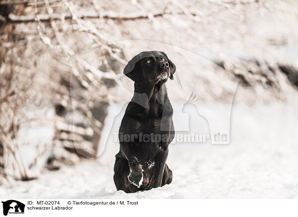 schwarzer Labrador / MT-02074