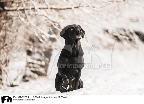 schwarzer Labrador / black Labrador / MT-02074