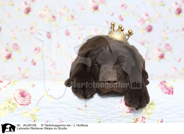 Labrador Retriever Welpe im Studio / Labrador Retriever Puppy in Studio / JH-28106