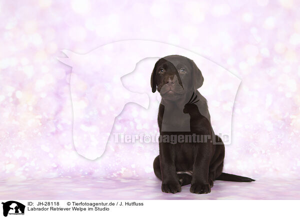 Labrador Retriever Welpe im Studio / Labrador Retriever Puppy in Studio / JH-28118