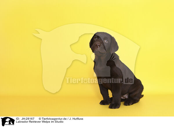 Labrador Retriever Welpe im Studio / Labrador Retriever Puppy in Studio / JH-28167