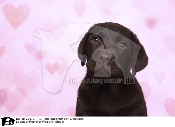 Labrador Retriever Welpe im Studio / Labrador Retriever Puppy in Studio / JH-28173