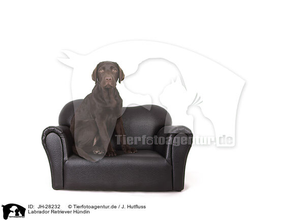 Labrador Retriever Hndin / JH-28232