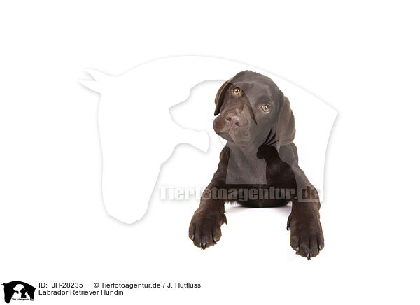 Labrador Retriever Hndin / JH-28235