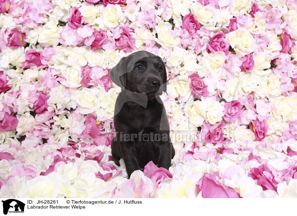 Labrador Retriever Welpe / JH-28261
