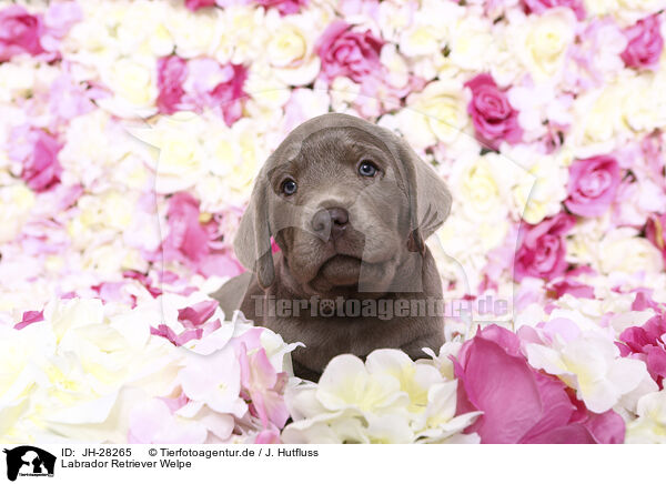 Labrador Retriever Welpe / Labrador Retriever Puppy / JH-28265
