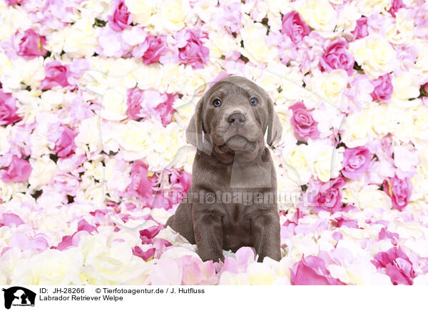 Labrador Retriever Welpe / Labrador Retriever Puppy / JH-28266