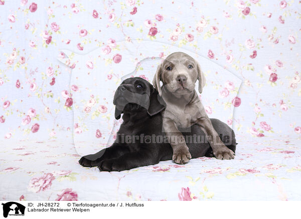 Labrador Retriever Welpen / Labrador Retriever Puppies / JH-28272