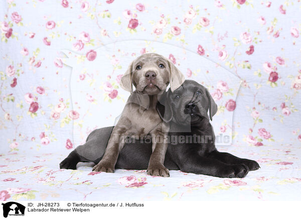 Labrador Retriever Welpen / Labrador Retriever Puppies / JH-28273