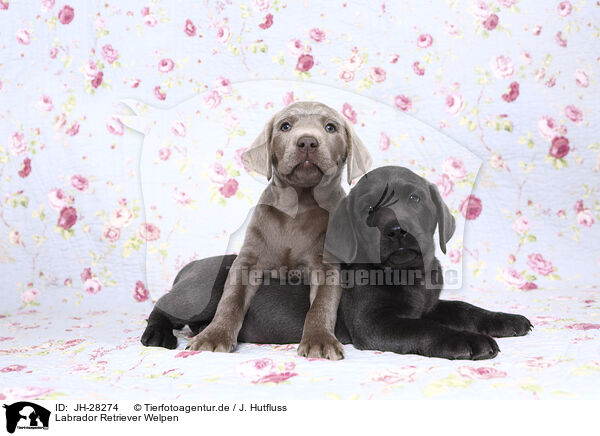 Labrador Retriever Welpen / Labrador Retriever Puppies / JH-28274