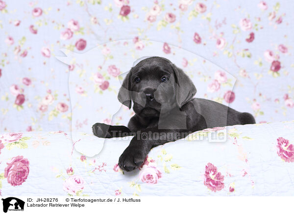 Labrador Retriever Welpe / JH-28276