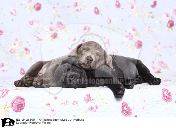Labrador Retriever Welpen / Labrador Retriever Puppies / JH-28305