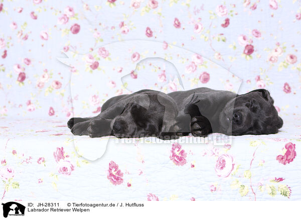 Labrador Retriever Welpen / Labrador Retriever Puppies / JH-28311