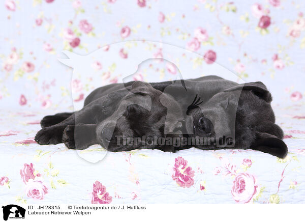 Labrador Retriever Welpen / Labrador Retriever Puppies / JH-28315