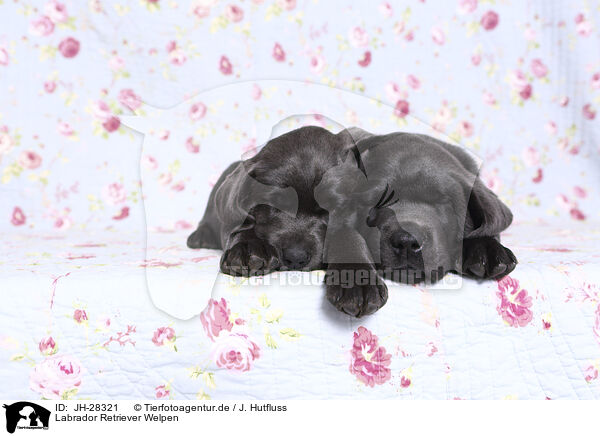 Labrador Retriever Welpen / Labrador Retriever Puppies / JH-28321