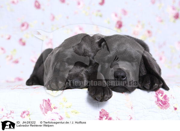 Labrador Retriever Welpen / Labrador Retriever Puppies / JH-28322