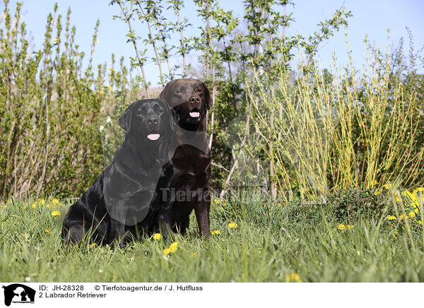 2 Labrador Retriever / 2 Labrador Retriever / JH-28328