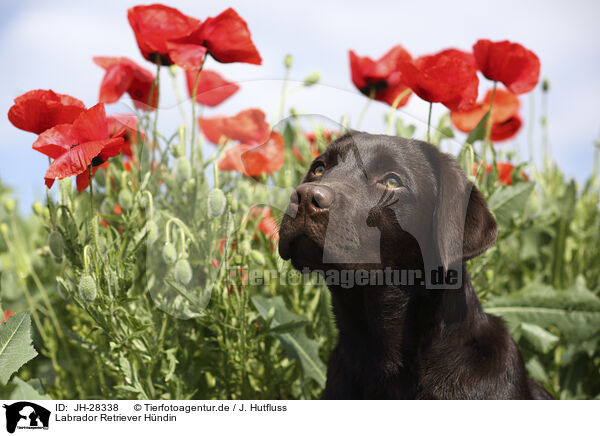 Labrador Retriever Hndin / female Labrador Retriever / JH-28338