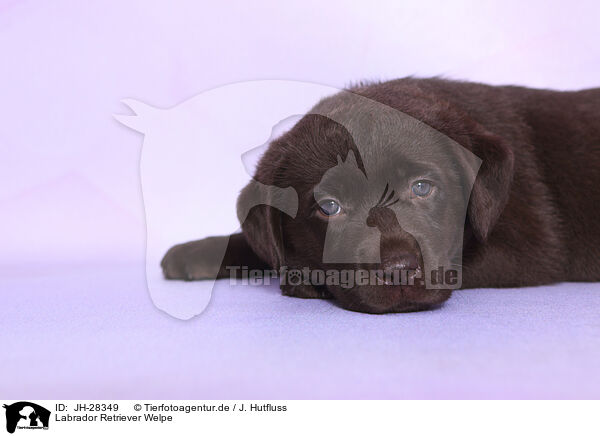 Labrador Retriever Welpe / Labrador Retriever Puppy / JH-28349