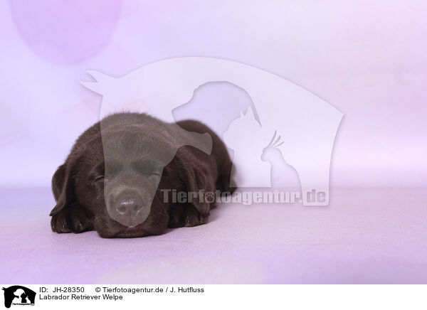Labrador Retriever Welpe / Labrador Retriever Puppy / JH-28350