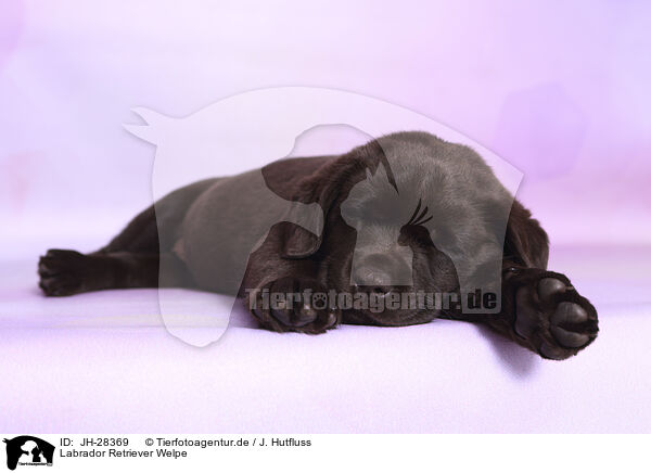 Labrador Retriever Welpe / Labrador Retriever Puppy / JH-28369