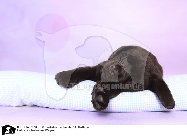 Labrador Retriever Welpe / Labrador Retriever Puppy / JH-28370