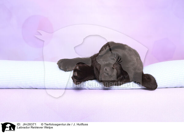 Labrador Retriever Welpe / Labrador Retriever Puppy / JH-28371