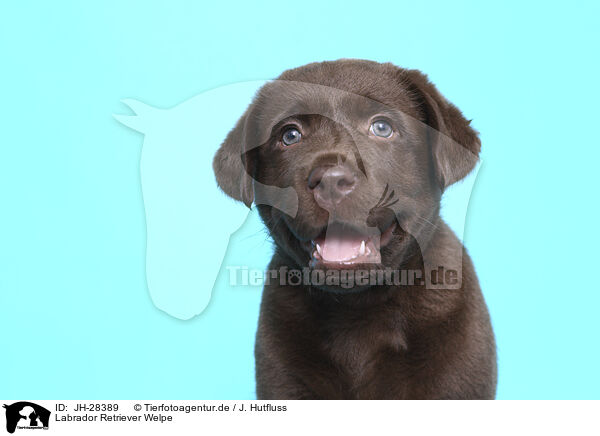 Labrador Retriever Welpe / Labrador Retriever Puppy / JH-28389