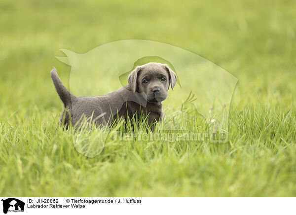 Labrador Retriever Welpe / JH-28862