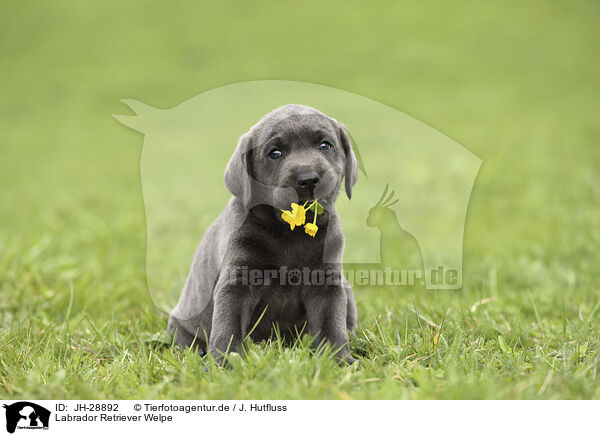 Labrador Retriever Welpe / JH-28892