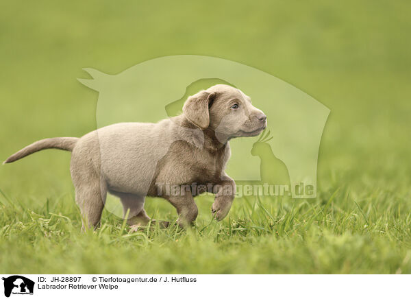Labrador Retriever Welpe / JH-28897