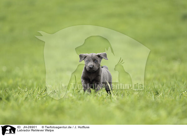 Labrador Retriever Welpe / JH-28901