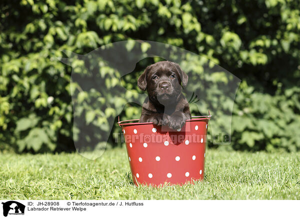 Labrador Retriever Welpe / Labrador Retriever Puppy / JH-28908