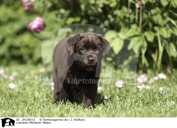 Labrador Retriever Welpe / Labrador Retriever Puppy / JH-28912