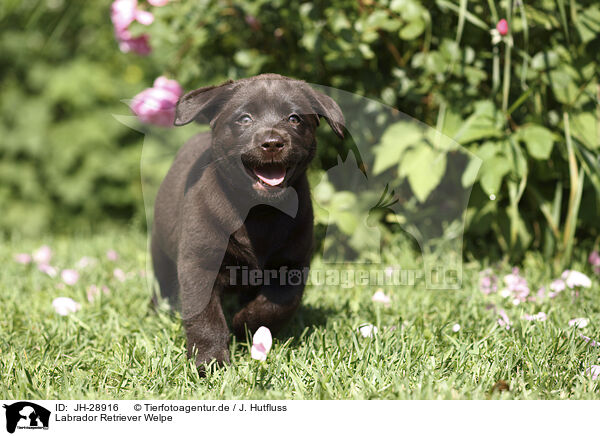 Labrador Retriever Welpe / Labrador Retriever Puppy / JH-28916