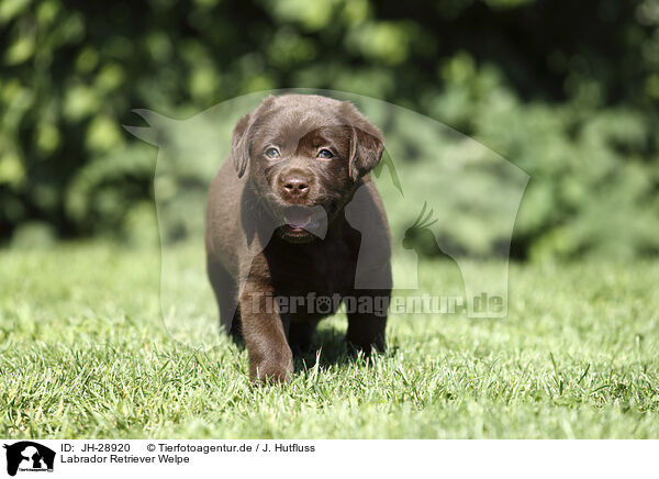 Labrador Retriever Welpe / Labrador Retriever Puppy / JH-28920