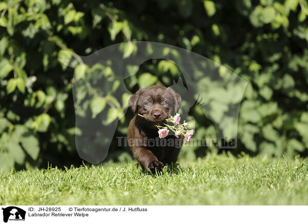 Labrador Retriever Welpe / Labrador Retriever Puppy / JH-28925