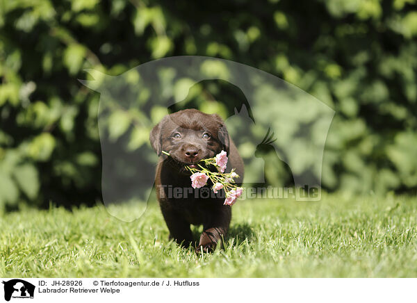 Labrador Retriever Welpe / Labrador Retriever Puppy / JH-28926