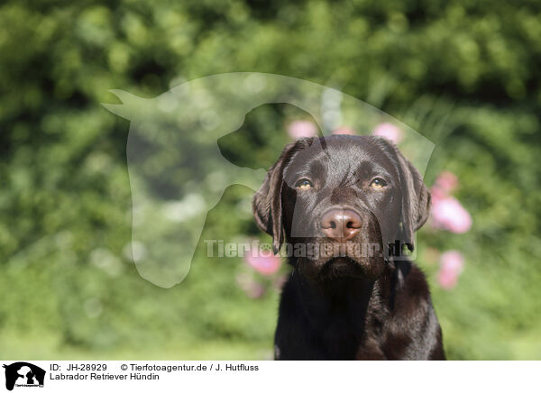 Labrador Retriever Hndin / female Labrador Retriever / JH-28929
