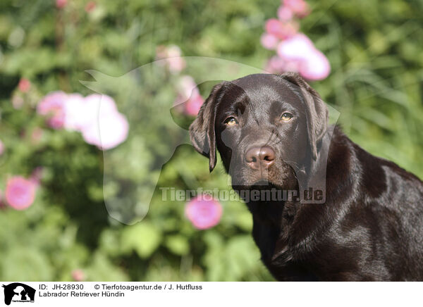 Labrador Retriever Hndin / female Labrador Retriever / JH-28930
