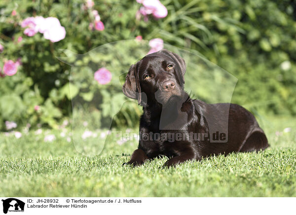 Labrador Retriever Hndin / female Labrador Retriever / JH-28932