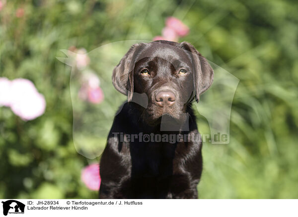 Labrador Retriever Hndin / female Labrador Retriever / JH-28934
